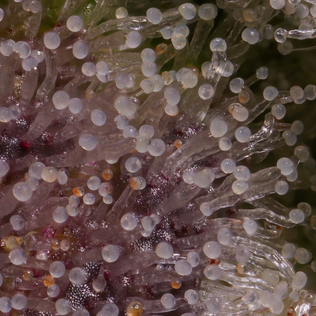 Microscopic trichome detail from the original Gage Green Group homepage archive