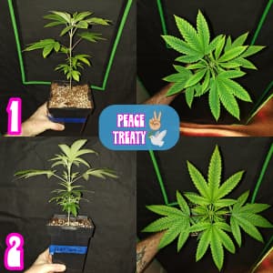 Peace Treaty photo 4