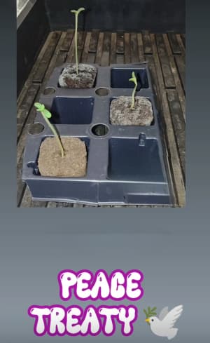 Peace Treaty photo 2