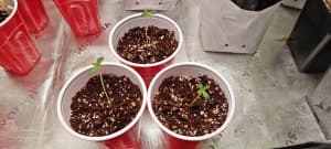 Peace Treaty photo 3