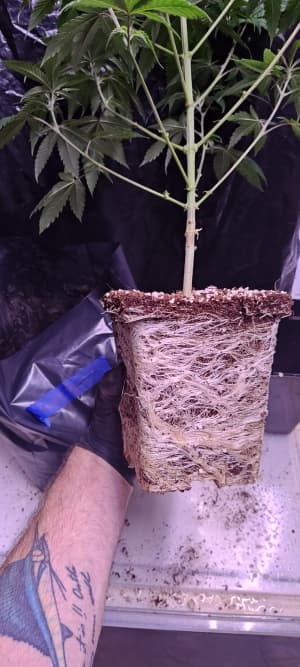 Peace Treaty photo 5