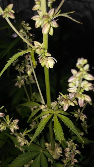 Deep Sea Creature IBL photo 1