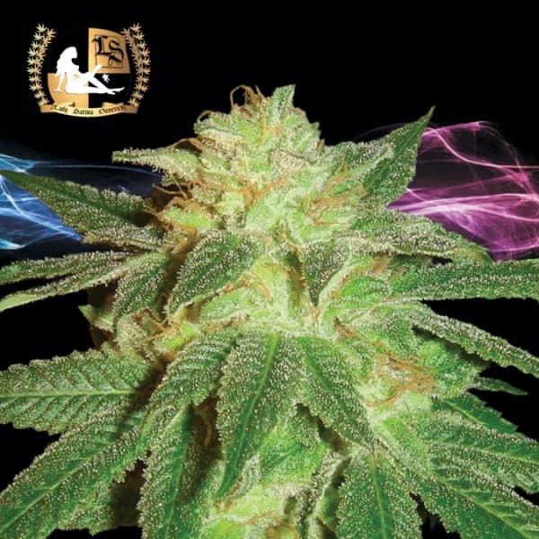 Kensington Kush photo 1