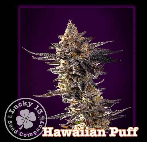 Hawaiian Puff photo 1