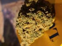 Nic The Bruiser photo 2